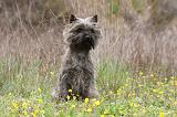 CAIRN TERRIER 634